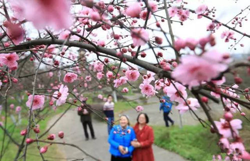 静观花木生态旅游区