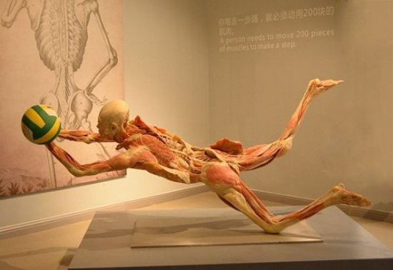 属猴的有福了 新春免费探索成都生命奥秘博物