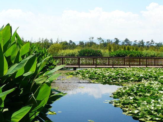 【我在云南过春节】昆明10大湿地公园全攻略