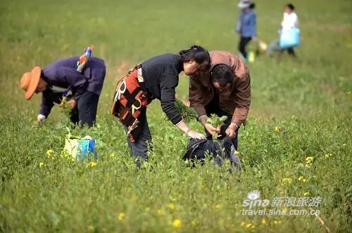 带上小铲铲一起寻觅野味 西安挖野菜的好去处