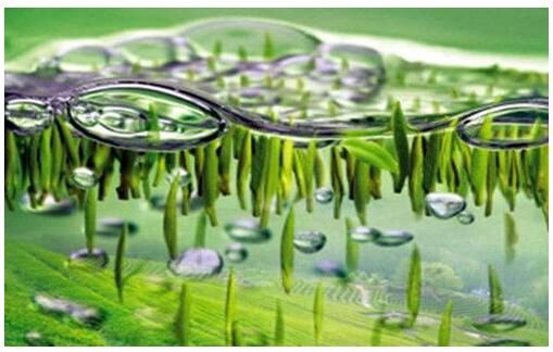 开化油菜花开了 欠家人的旅行是时候出发了_新浪旅游_新浪网