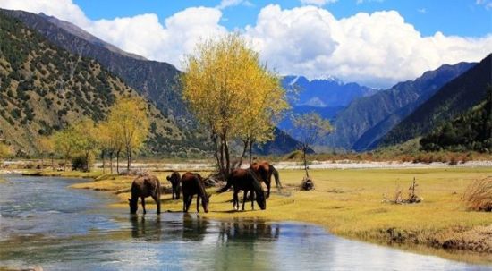 西藏特色旅游 包车出行受大众追捧