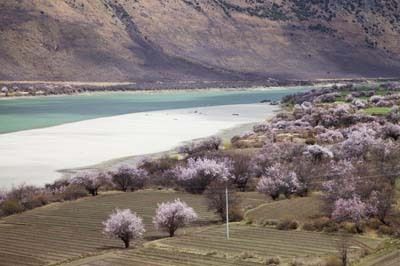 2016林芝桃花节 米林分会场3月25日盛大开幕