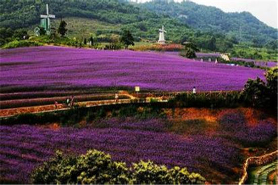 新浪旅游配图:紫云花汐薰衣草庄园 摄影:图片来自旅游攻略