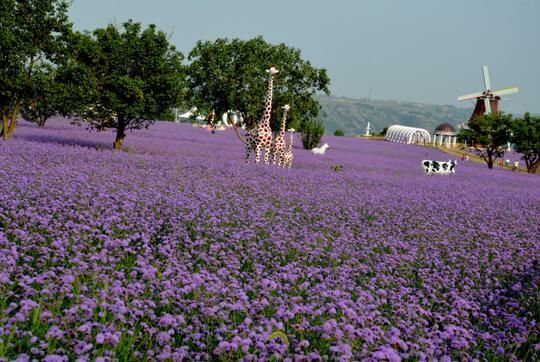 庆城打造西部旅游明珠北欧风情园 熏衣草庄园