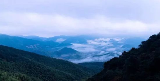 蒙顶山 仙雾缭绕入画来