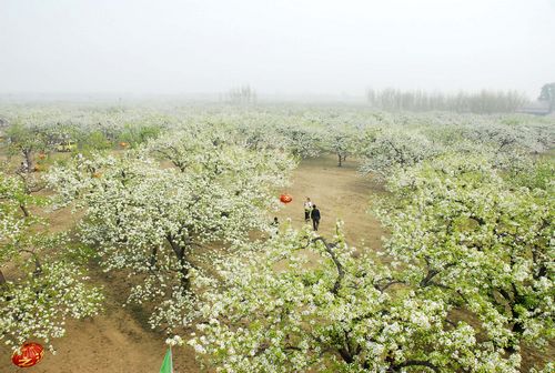 房山琉璃河镇第三届梨花文化周拉开帷幕(组图)_新浪旅游_新浪网
