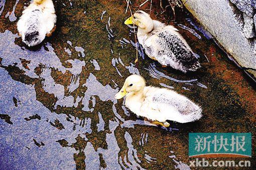 你走进广州周边吃鸡好去处 周末出发去偷鸡(2