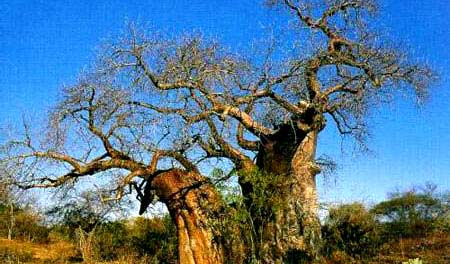 猴面包树是一种大型的落叶乔木,学名是波巴布树,只因为它的果实