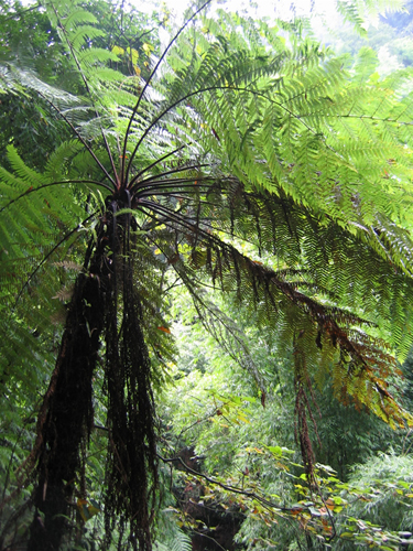 "植物的活化石—赤水桫椤