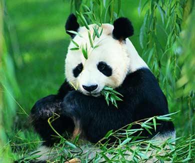 中国四川成都4A级景区大熊猫繁育研究基地