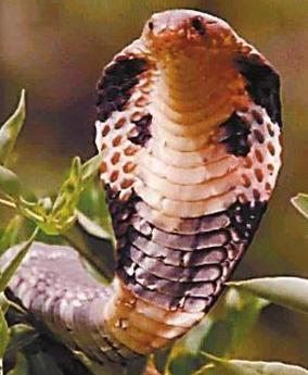 国内常见10种毒蛇介绍及救治:眼镜王蛇(图)