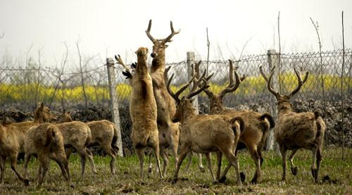 溱湖国家湿地公园