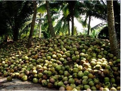 海南标志性特产:海南椰子(图)