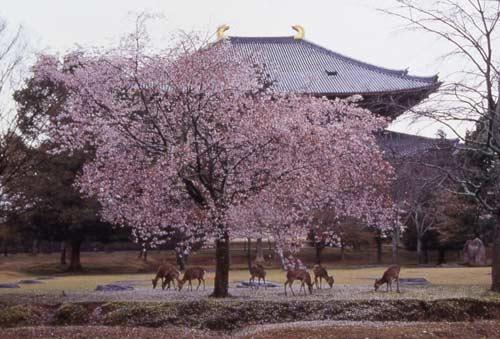 古都奈良景点介绍:奈良公园(组图)