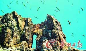 海驴岛被海鸥围绕
