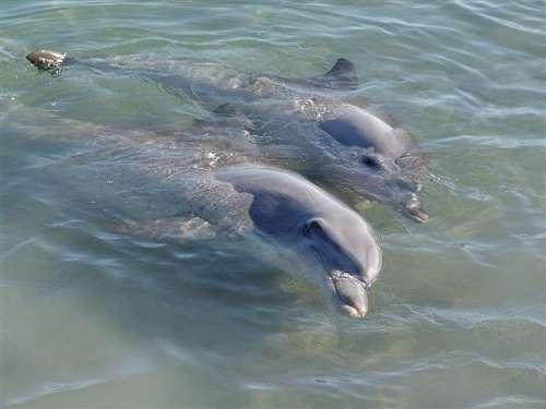 海豚