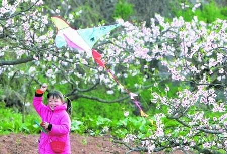 约会春天 成都旅游局推出赏花出游手册