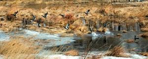 清水河面不时有一些林立着隔年芦苇的黄色滩涂，绿头野鸭是这个季节河面上最热闹的“客人”。