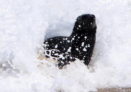浪花卷起千堆雪，浪里的小海豹