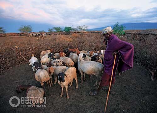 马赛人主要分布在肯尼亚南部和坦桑尼亚北部的草原地带