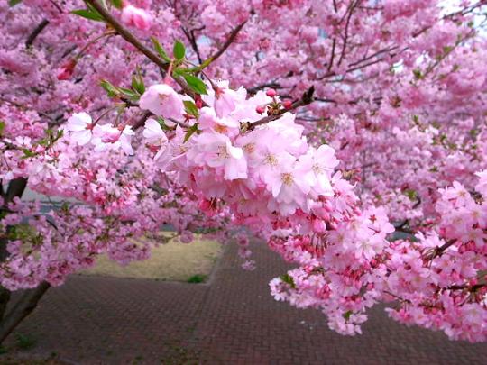 粉红的浪漫 日本樱花树下拉住爱人的手(组图)(