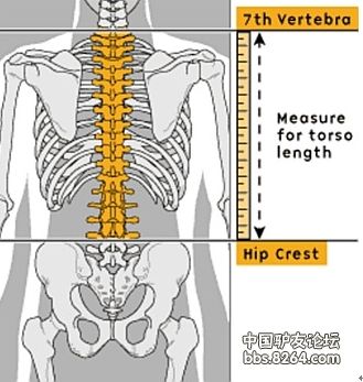 专门的专指人体的第七节脊椎骨（脖颈处最为突出的那节脊椎骨）到和髋骨顶端平行的那节脊椎骨之间的长度尺寸。见下图，请小伙伴们自行对照。
