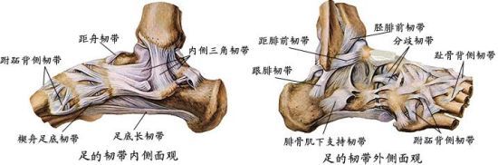 也就是我们常说的扭到脚,最常发生伤害的部位是踝关节外侧韧带