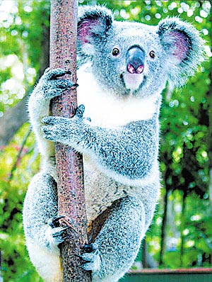 北京动物园要请考拉澳洲展区明年五一前全面开