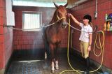骑师助手给马洗澡