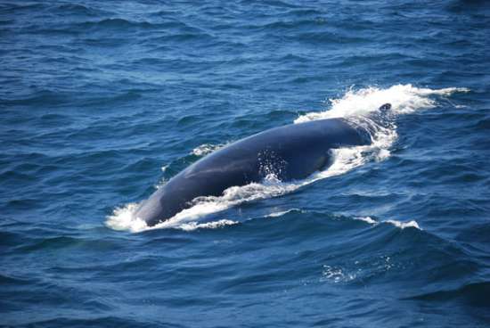 英媒公布壮观鲸鱼照片:海鸥鲸口抢食(图)