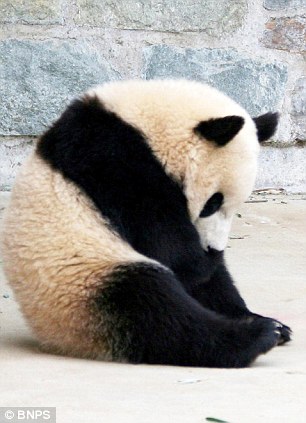 美動物園大熊貓睡夢中表演完美前滾翻(組圖)