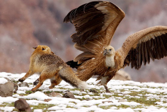 组图秃鹰与狐狸雪地大战数回合