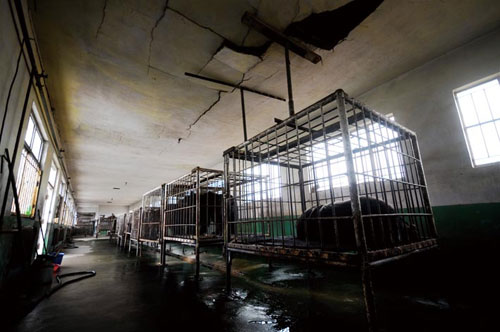 山东省文登森保养熊场.供图/亚洲动物基金