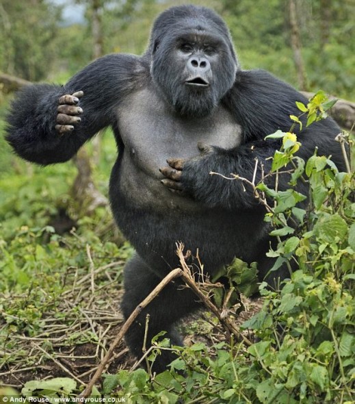 大猩猩通过用力捶打胸部的方式,来展示自己的力量和突出地位