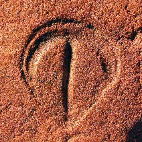 帕文克尼亚虫化石:发现于南澳大利亚埃迪卡拉山.