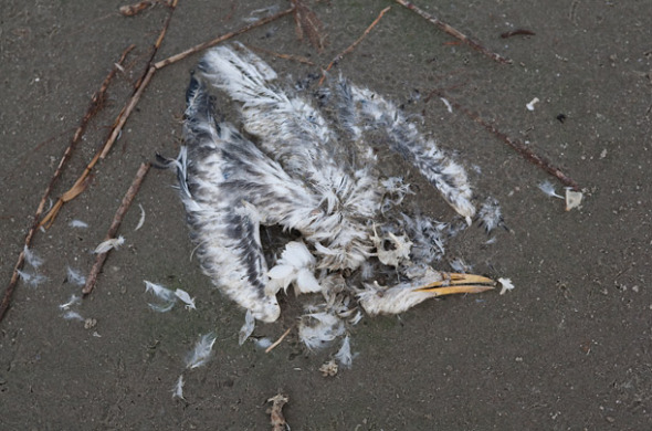 墨西哥湾漏油致美国浣熊岛数千只鸟死亡图