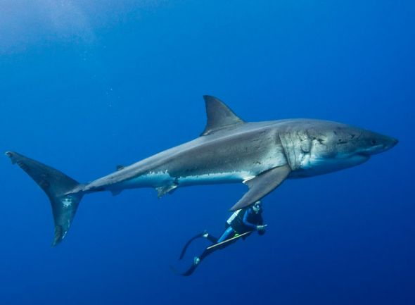 7.2米大白鲨图片