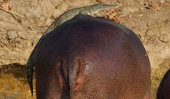 摄影师拍下非洲鳄鱼骑河马过河瞬间(图)
