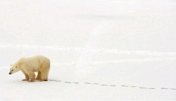 北极熊背影图片