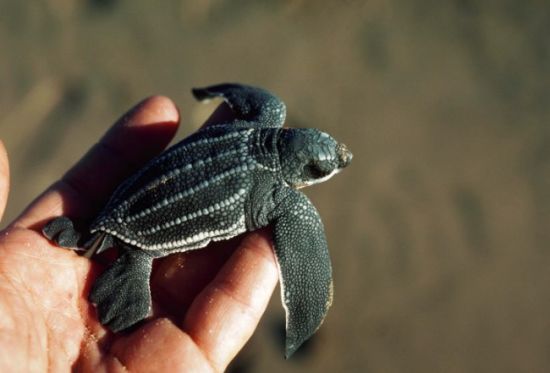 棱皮龟幼崽图片