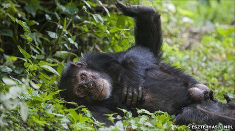 黑猩猩较大的睾丸能产生更多的精子