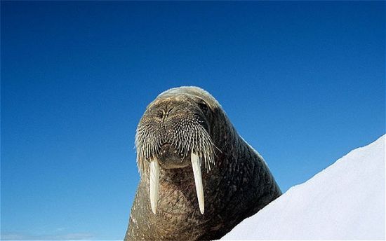 极地动物生存状况实录:小企鹅冰面蹒跚学步