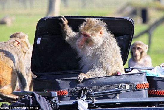 任何一位去过野生动物园的游客或许都会告诉你,开车通过猴子围场时