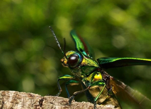 日本宝石金龟子:在光线的照射下,它们身上的甲壳闪烁着宝石般的金光