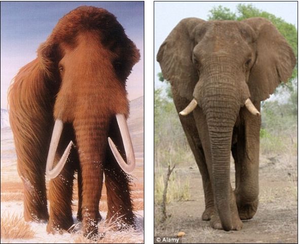 智利发现200万年前完整乳齿象颅骨化石(图)(2)