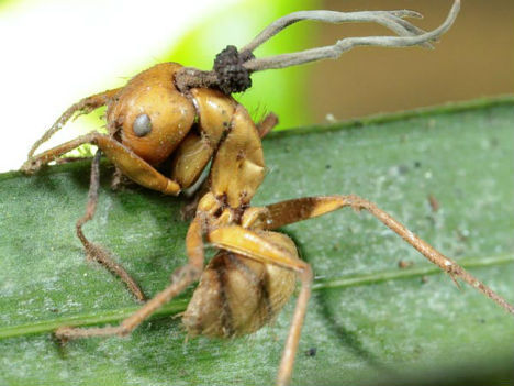 蚂蚁人恐怖图片图片