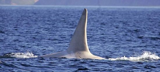白化虎鲸图片图片
