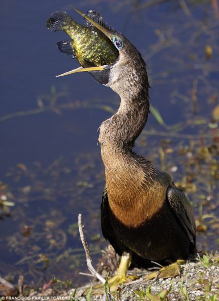 北京时间5月3日消息,一只饥饿的蛇鸟在佛罗里达州一国家公园,张开大嘴