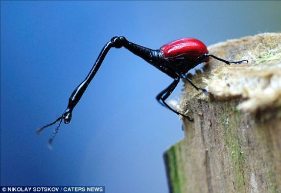 奇异昆虫似外星生物脖子超长为身体数倍图